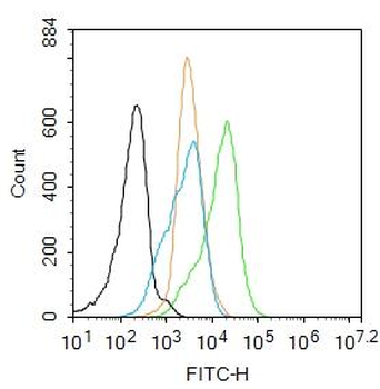 NFkB p65 antibody