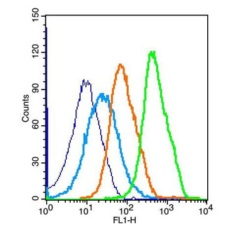 NFkB p65 antibody