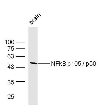 NFkB p50 antibody