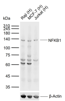 NFkB p50 antibody