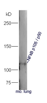 NFkB p50 antibody