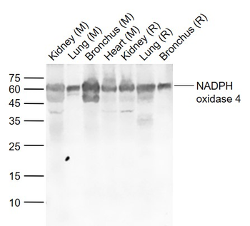 NOX4 antibody