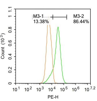 NOX4 antibody