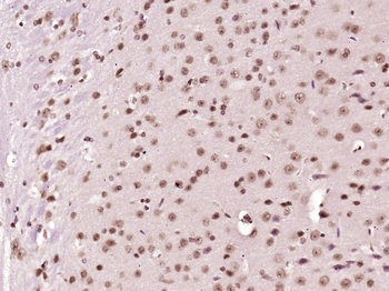 NOX4 antibody