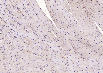 NOX4 antibody