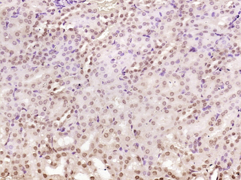 NOX4 antibody