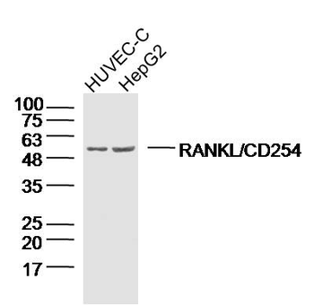 RANKL antibody