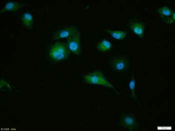 p21 antibody