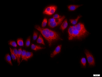 MAPK14 antibody