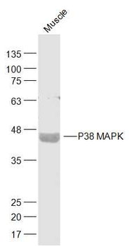 MAPK14 antibody