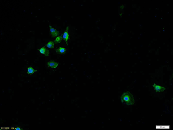 MAPK14 antibody