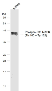 MAPK14 (phospho-Thr180/Tyr182) antibody