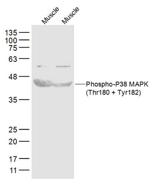 MAPK14 (phospho-Thr180/Tyr182) antibody