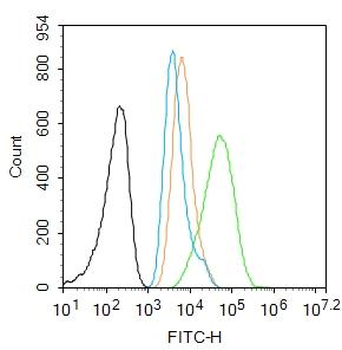 p53 antibody