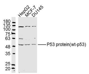 p53 antibody