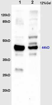 PAR-1 antibody