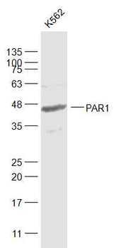 PAR-1 antibody