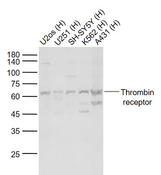 PAR-1 antibody