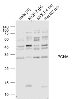 PCNA antibody