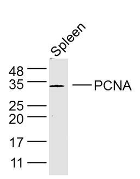 PCNA antibody