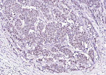 PCNA antibody