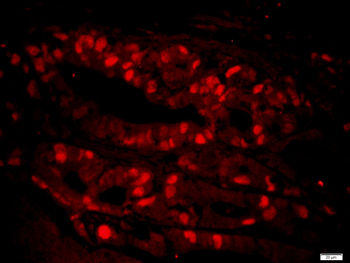 PCNA antibody