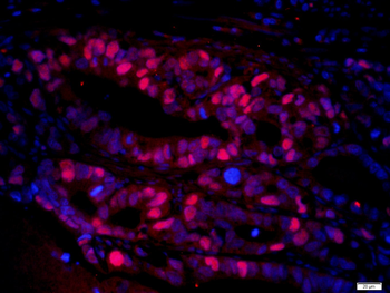 PCNA antibody