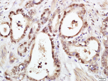 PCNA antibody