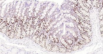 PCNA antibody