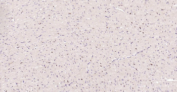 PCNA antibody