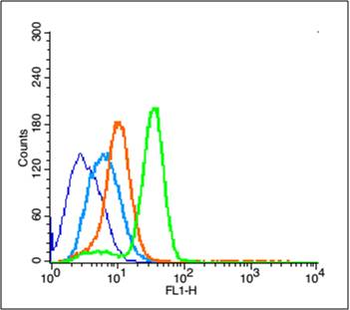 PCNA antibody