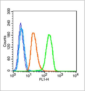 PCNA antibody