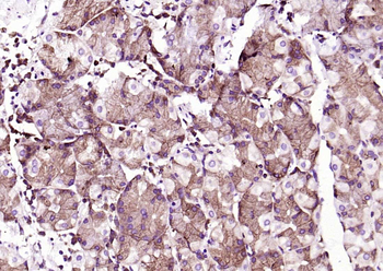 PEPT1 antibody