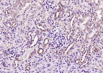 PEPT1 antibody