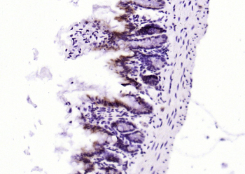 PEPT1 antibody