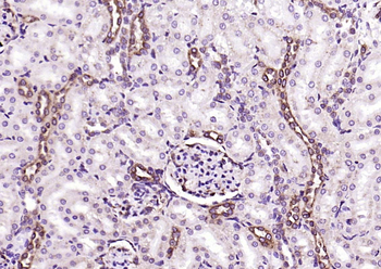 PEPT1 antibody