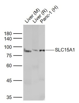 PEPT1 antibody