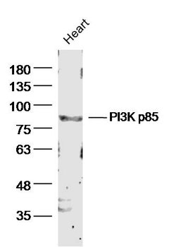 PIK3R1 antibody