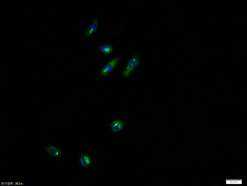 PIK3R1 antibody