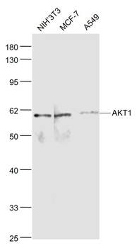 AKT antibody