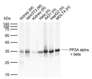 PP2A alpha antibody