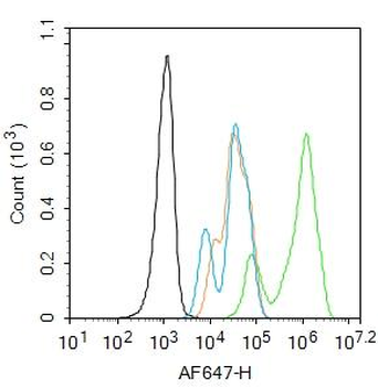 PPAR gamma antibody