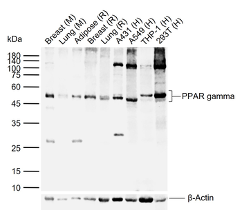 PPAR gamma antibody