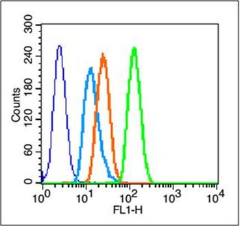 PTEN antibody