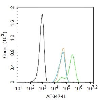 PTEN antibody