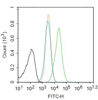 SIRT1 antibody