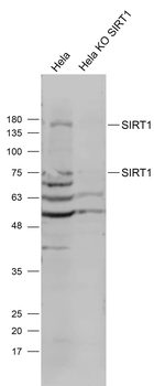 SIRT1 antibody