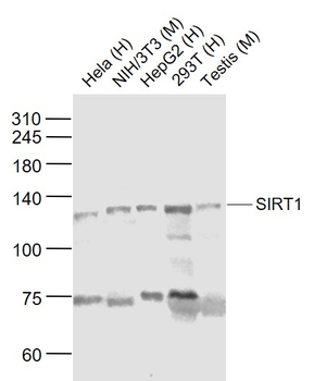 SIRT1 antibody