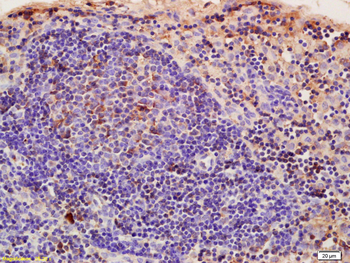 CRIM1 antibody