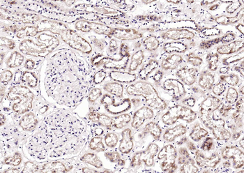 CRIM1 antibody